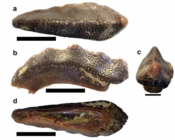 †Arcuodus multicuspidatus Holotypus [a) Aufsicht der Kaufläche, b) seitliche Ansicht, c) lingulae Ansicht, d) Ansicht von unten; Maßstäbe: a, b & d = 5mm, c = 2 mm] -- (C) Itano & Lambert (2018) in: Zoological Letters, 4: 12.