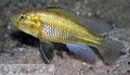 Haplochromis-Sonjo-M-073.jpg