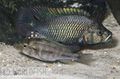 Haplochromis-sp-Alexandria 0248b-M&W.jpg