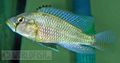 Haplochromis-cf-bloyeti-Pangani-River.jpg